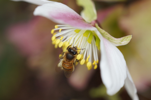 Eine Biene sitzt auf einer Blüte einer Schneerose (Helleborus niger)