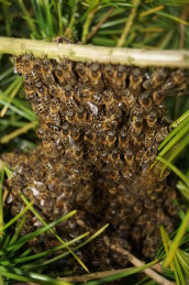 Ein Bienenschwarm hat sich an einer japanischen Schirmtanne  (Sciadopitys verticillata) versammelt und hängt in einer Traube an einem Zweig.