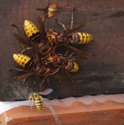 Vier europäische Hornissen sitzen auf einer Holzbeute und von der einen Seite kommt eine deutsche Wespe angeflogen und setzt sich unterhalb der Hornissen auf die Holzbeute.